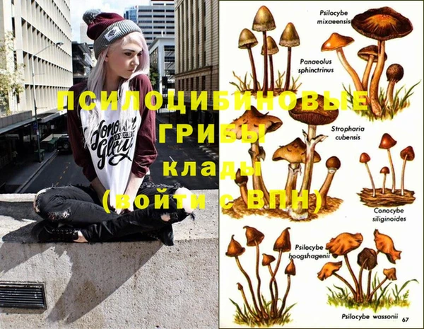 шишки Аркадак