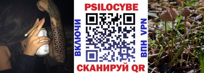 Купить  Белорецк  Псилоцибиновые грибы Psilocybine cubensis 